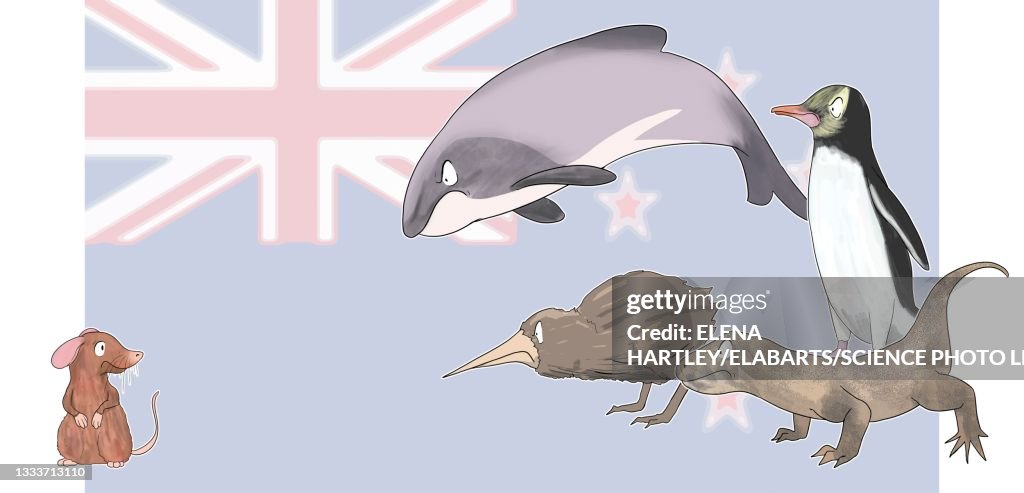 Rats in New Zealand, illustration