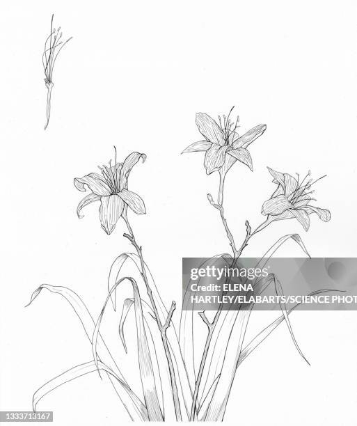daylily, illustration - lilien stock-grafiken, -clipart, -cartoons und -symbole