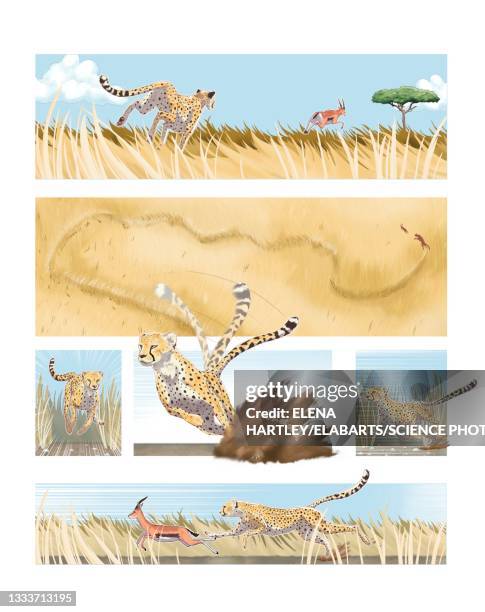 cheetah pivoting with its tail, illustration - animals hunting stock illustrations