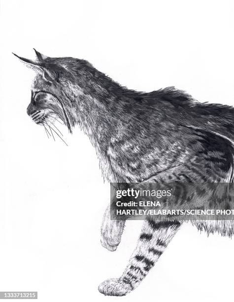 bobcat, illustration - bobcat stock illustrations