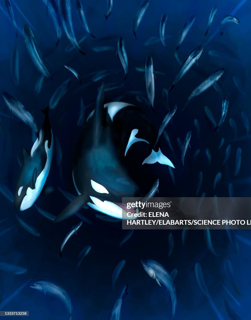 Orcas hunting salmon, illustration