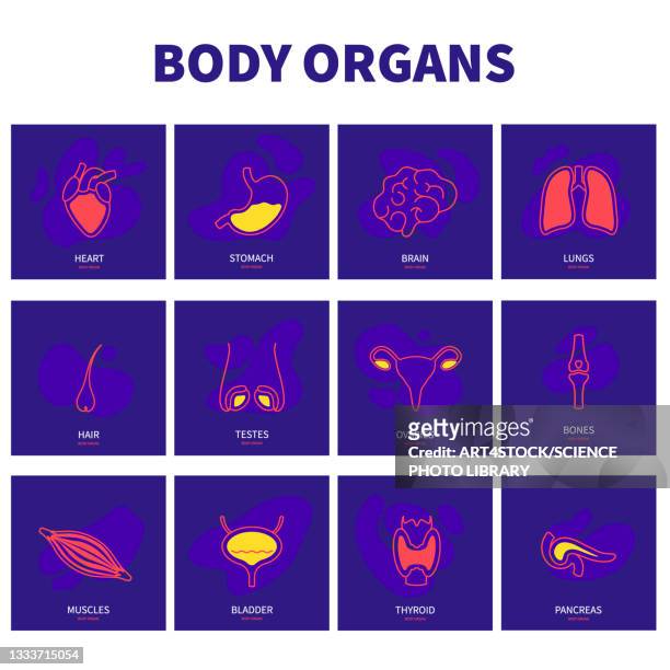 human body organs, conceptual illustration - human internal organ stock-grafiken, -clipart, -cartoons und -symbole