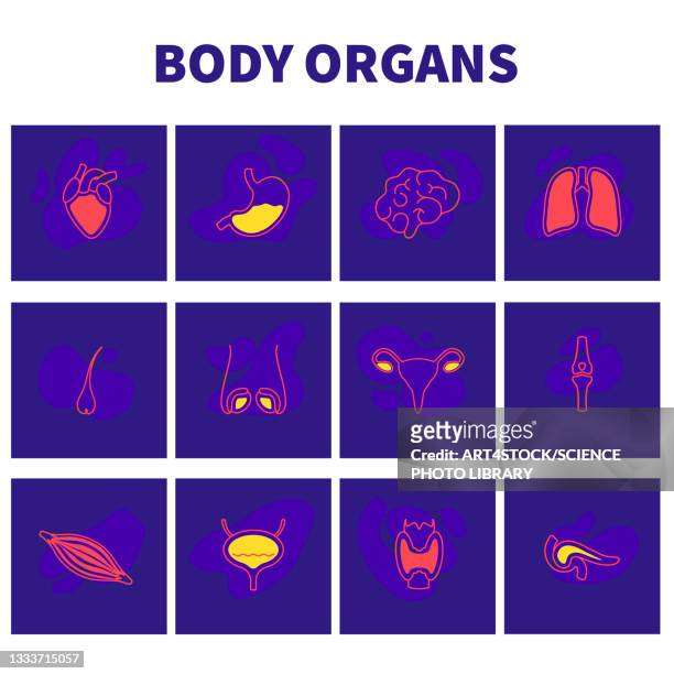 human body organs, conceptual illustration - ovary stock-grafiken, -clipart, -cartoons und -symbole