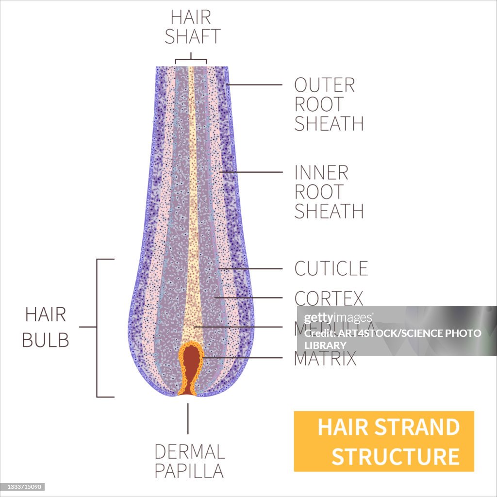 Hair strand structure, illustration