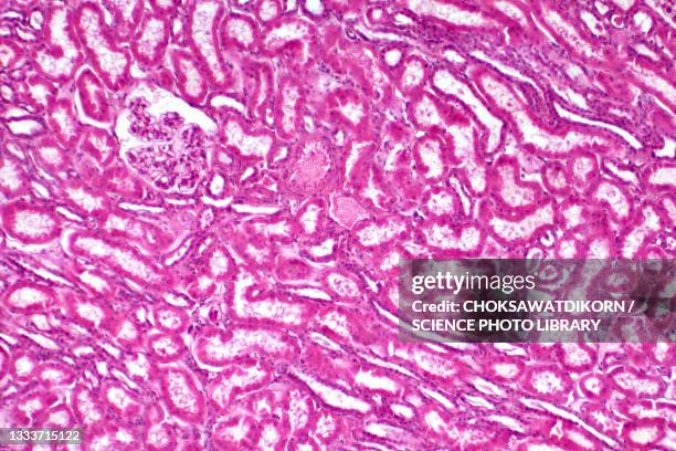 human kidney tissue, light micrograph - histology stock-fotos und bilder