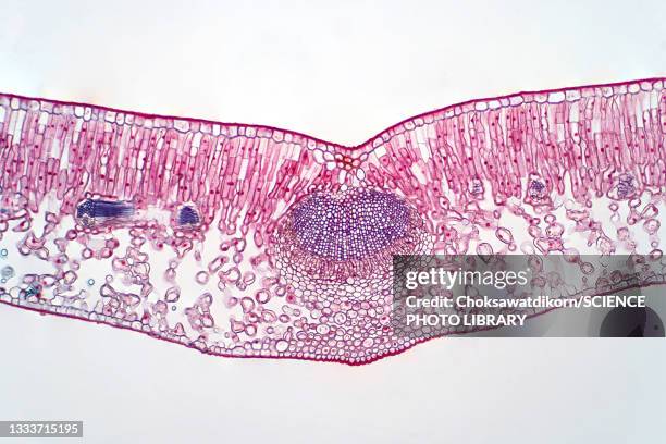 cross section of a leaf, light micrograph - xylem cells stock pictures, royalty-free photos & images
