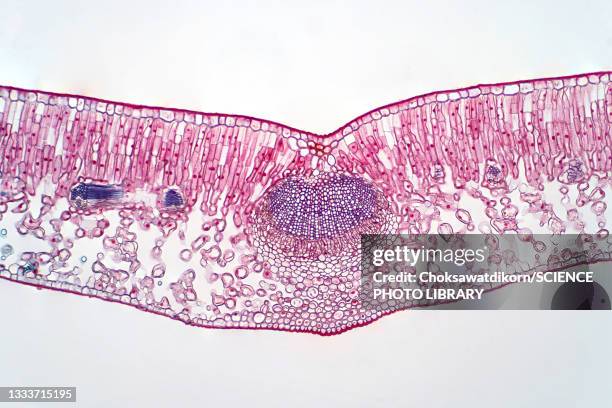 cross section of a leaf, light micrograph - skin cross section stock pictures, royalty-free photos & images