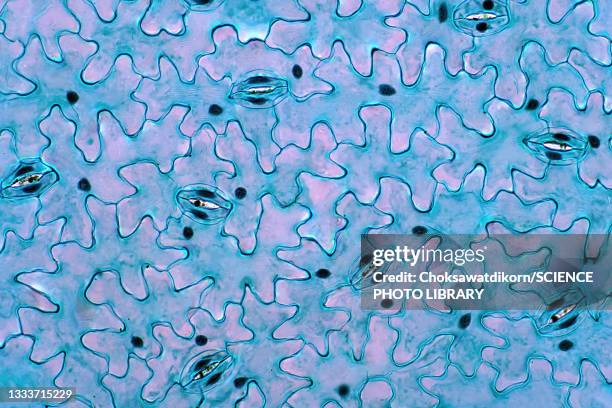 leaf epidermis, light micrograph - cellulose stockfoto's en -beelden