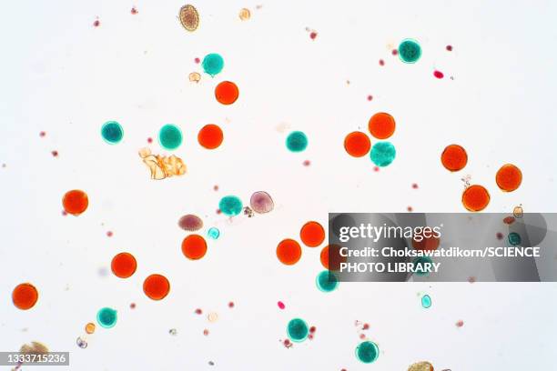 pollen grain, light micrograph - spore stock pictures, royalty-free photos & images