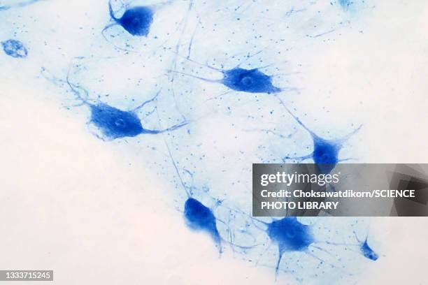 nerve cells, light micrograph - lichtmikroskopische aufnahme stock-fotos und bilder