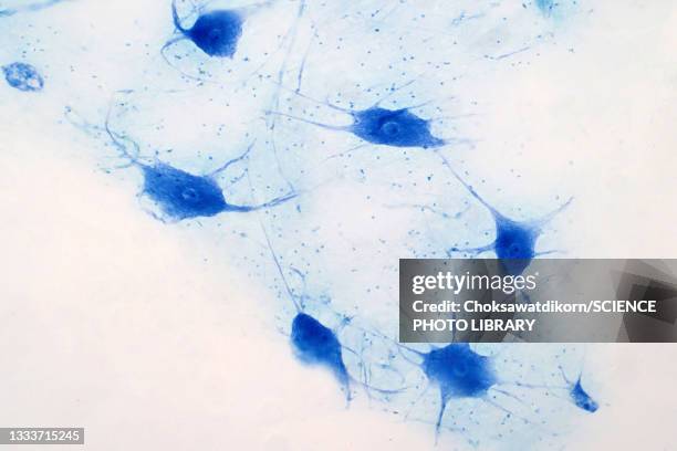 nerve cells, light micrograph - lichtmicroscopische-foto stockfoto's en -beelden