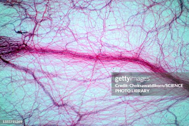 areolar connective tissue, light micrograph - light micrograph stock-fotos und bilder