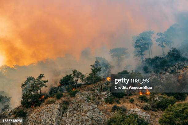 incendi boschivi causati dai cambiamenti climatici - climate change foto e immagini stock