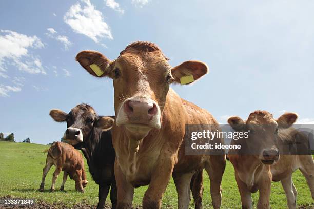 hübsche calfs auf mountain viehweide - kühe weide stock-fotos und bilder