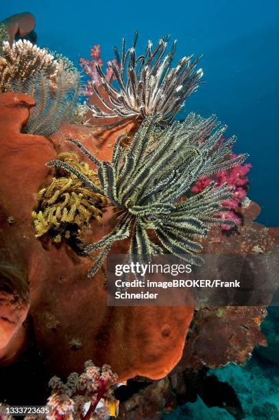 feather stars (cenometra bella) on sponge (porifera), halmahera, moluccas, indonesia - spongia stock pictures, royalty-free photos & images