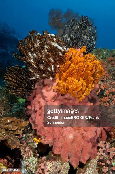 feather stars (cenometra bella) on pink sponge (porifera), halmahera, moluccas, pacific ocean, indonesia - spongia stock pictures, royalty-free photos & images
