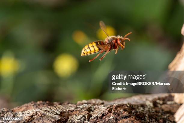 european hornet (vespa crabro) in flight, hesse, germany - fly insect stock pictures, royalty-free photos & images