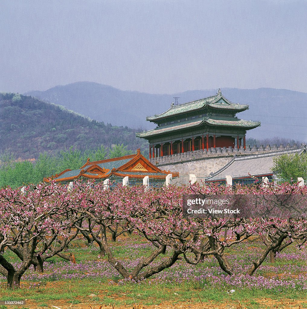 Peach blossoms at Tuancheng