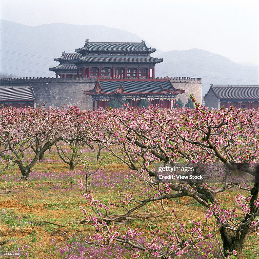 Peach blossoms at Tuancheng