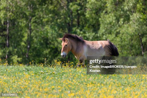 przewalski's horse (equus ferus przewalskii), bavarian forest np, germany - przewalski horses equus przewalskii stock pictures, royalty-free photos & images