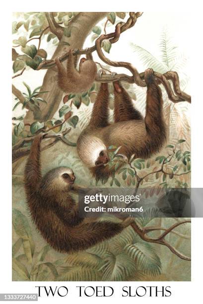 old engraved illustration of two-toed sloths - bicho preguiça - fotografias e filmes do acervo