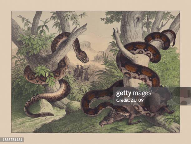 snakes (ophidia), hand-colored chromolithograph, published in 1882 - rattlesnake stock illustrations