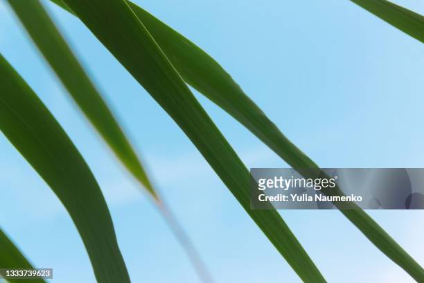 palm trees, tropical background - goa resort stock pictures, royalty-free photos & images
