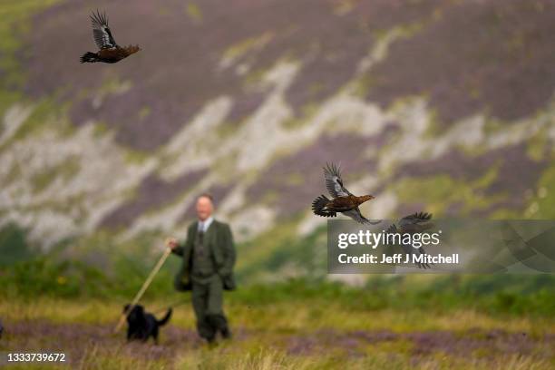 Head gamekeeper Drew Ainslie escorts a shooting party on the first day of the grouse shooting season at Roxburghe Estates on August 12, 2021 in Duns,...