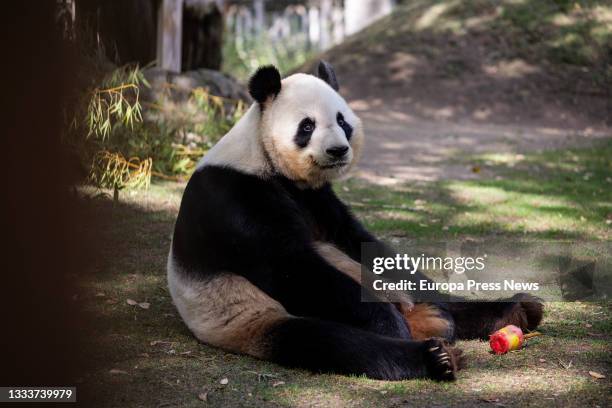 Bing Xing the panda bear with an ice cream at the Zoo Aquarium of Madrid, on 12 August, 2021 in Madrid, Spain. Like every summer, the children who...