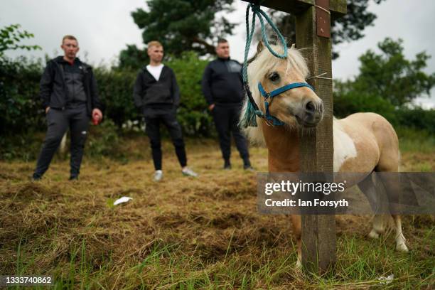 Shetland Pony is tethered to a railing on the first day of Appleby Horse Fair on August 12, 2021 in Appleby, England. The fair is an annual gathering...