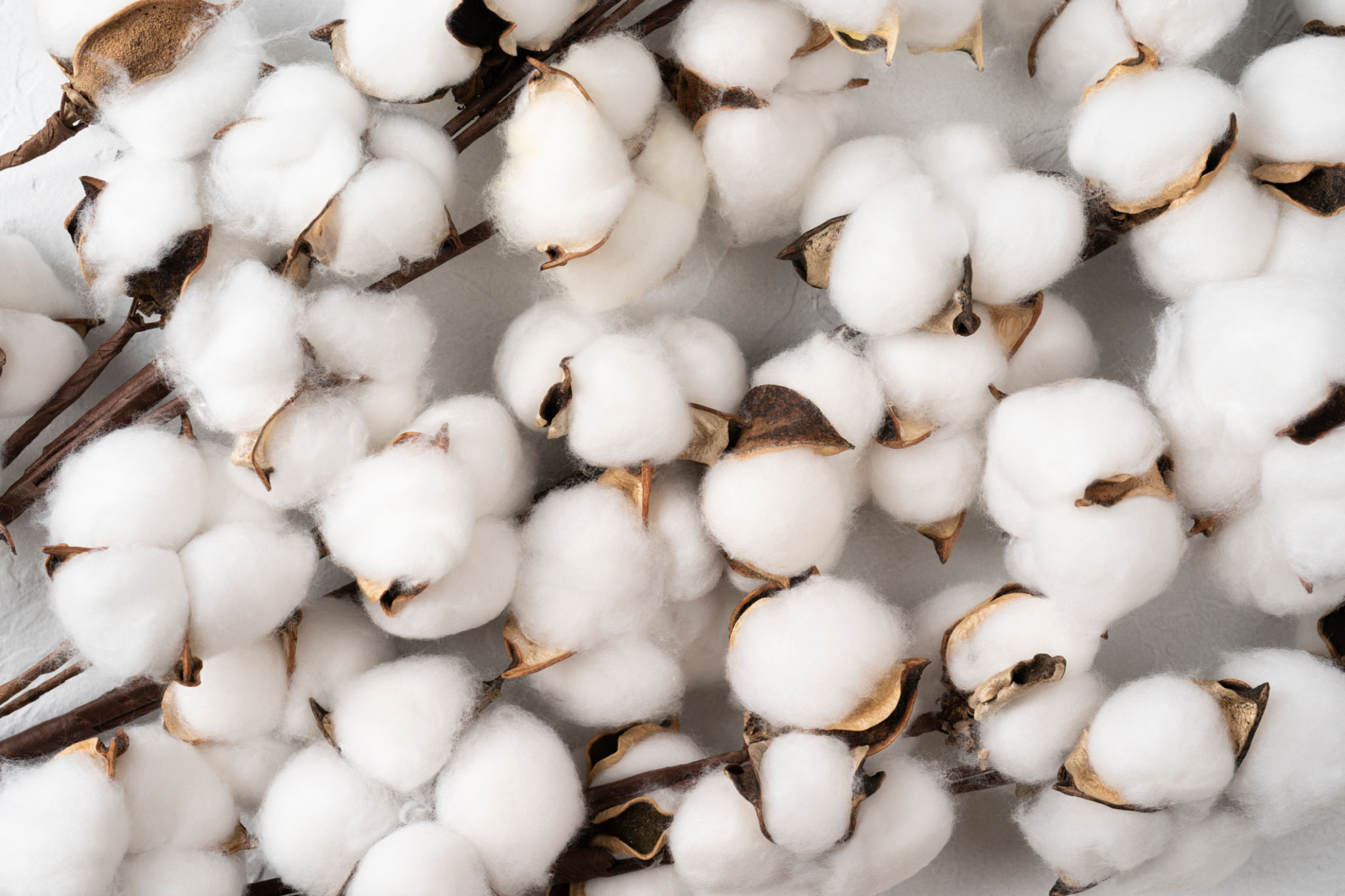 organic cotton
