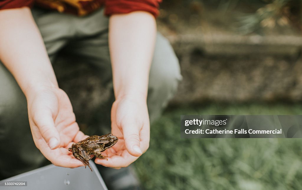 A child holds a small frog