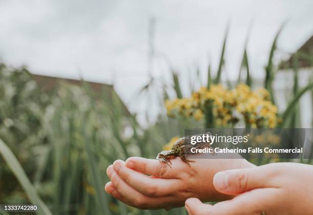 a child holds a small frog in his hands - leapfrog school stock pictures, royalty-free photos & images