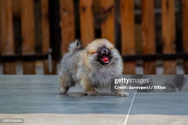 portrait of pomeranian sitting on floor - keeshond stockfoto's en -beelden