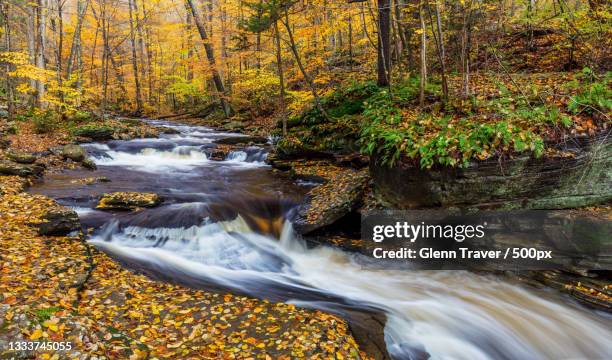 scenic view of waterfall in forest during autumn,ricketts glen state park,united states,usa - reading pennsylvania stockfoto's en -beelden