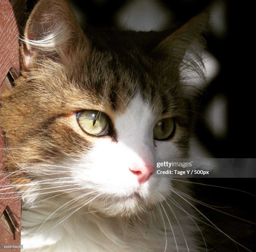 Close-up portrait of cat,Savannah,Missouri,United States,USA