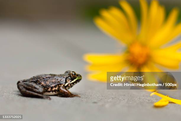 close-up of frog on yellow flower,lexington,massachusetts,united states,usa - lexington massachusetts stock pictures, royalty-free photos & images