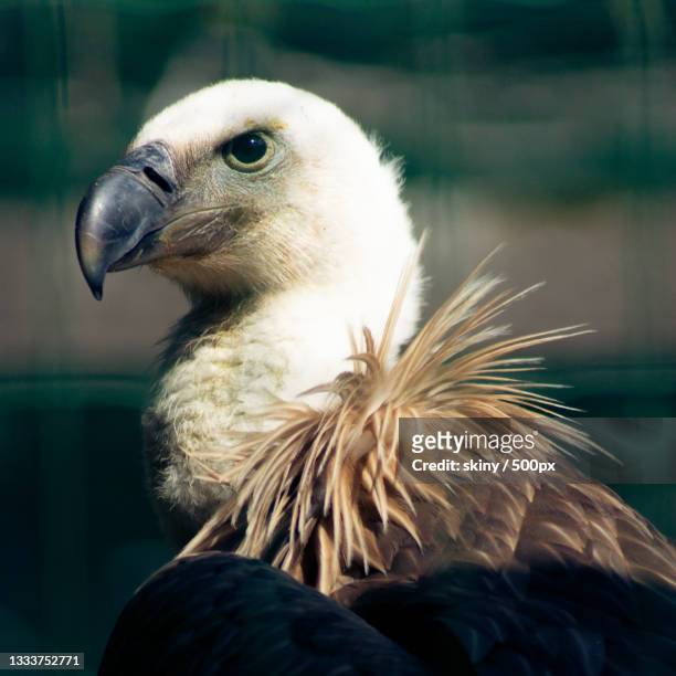 close-up of vulture of prey,germany - tierfigur stock pictures, royalty-free photos & images