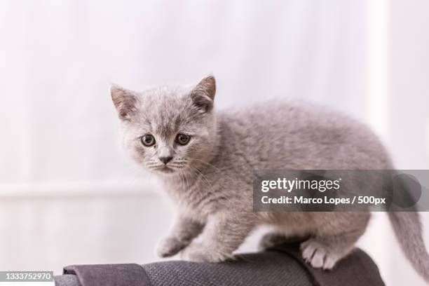 close-up portrait of cat sitting on sofa at home,corroios,portugal - grey kitten stock pictures, royalty-free photos & images