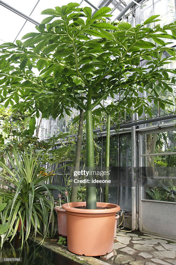 Amorphophallus titanum