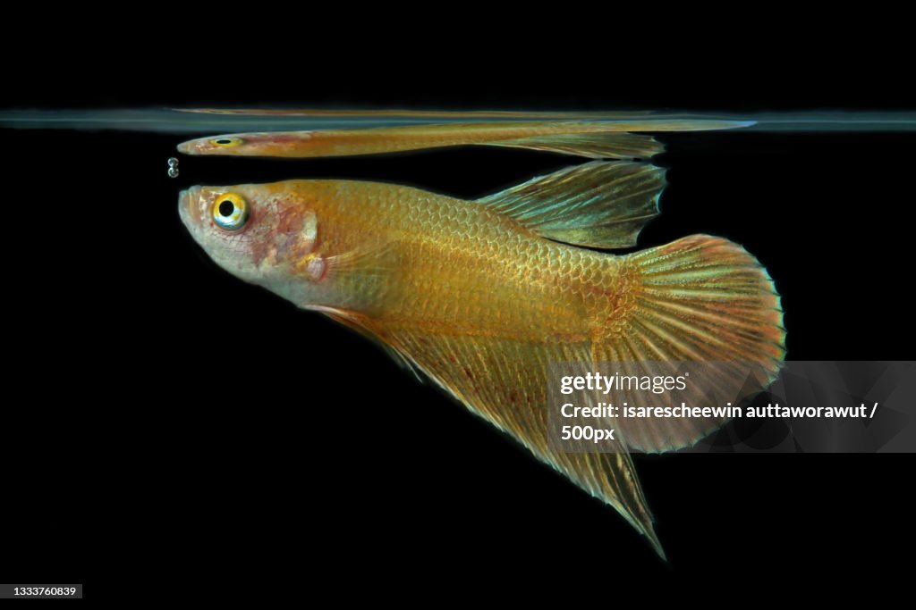 Close-up of saltwater fish against black background,Thailand