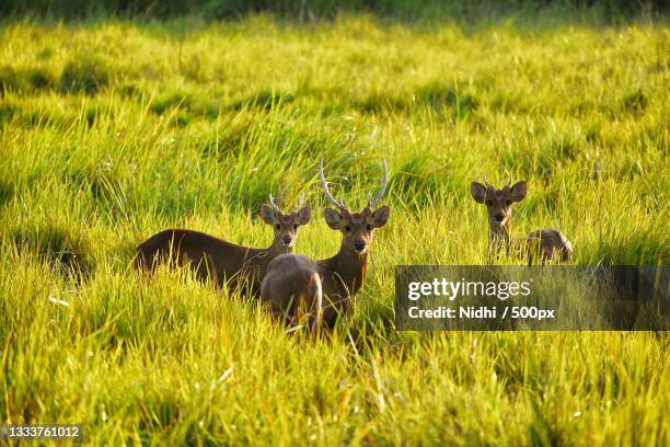 high angle view of roe deer on field,kaziranga national park,assam,india - kaziranga national park photos et images de collection