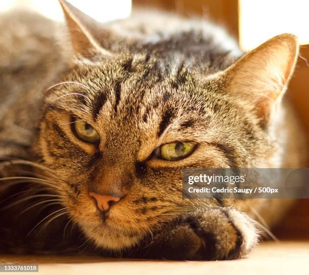 37 Saugy Stock Photos, HighRes Pictures, and Images Getty Images