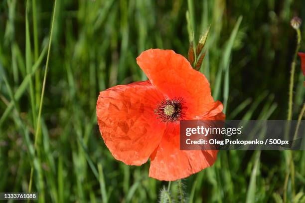 close-up of red poppy flower on field - oleg prokopenko stock-fotos und bilder