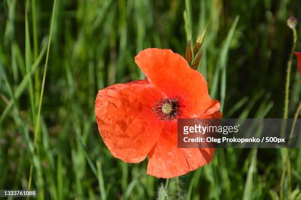 close-up of red poppy flower on field - oleg prokopenko stock pictures, royalty-free photos & images