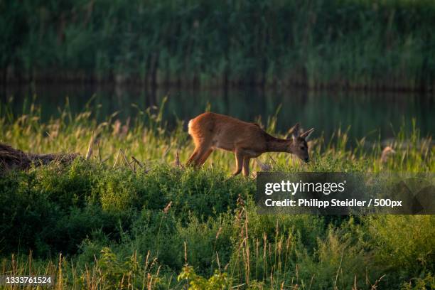 side view of roe deer walking on field,mecklenburgische seenplatte,germany - roe deer female stock pictures, royalty-free photos & images