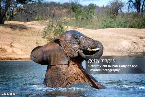 funny cute young elephant enjoying a dip in the water hole at ithumba hills - elefant stock-fotos und bilder