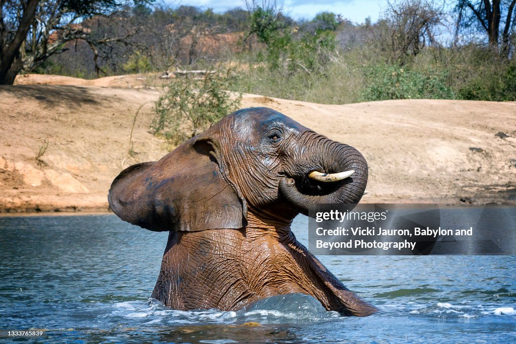 Funny Cute Young Elephant Enjoying A Dip In The Water Hole At Ithumba Hills  High-Res Stock Photo - Getty Images
