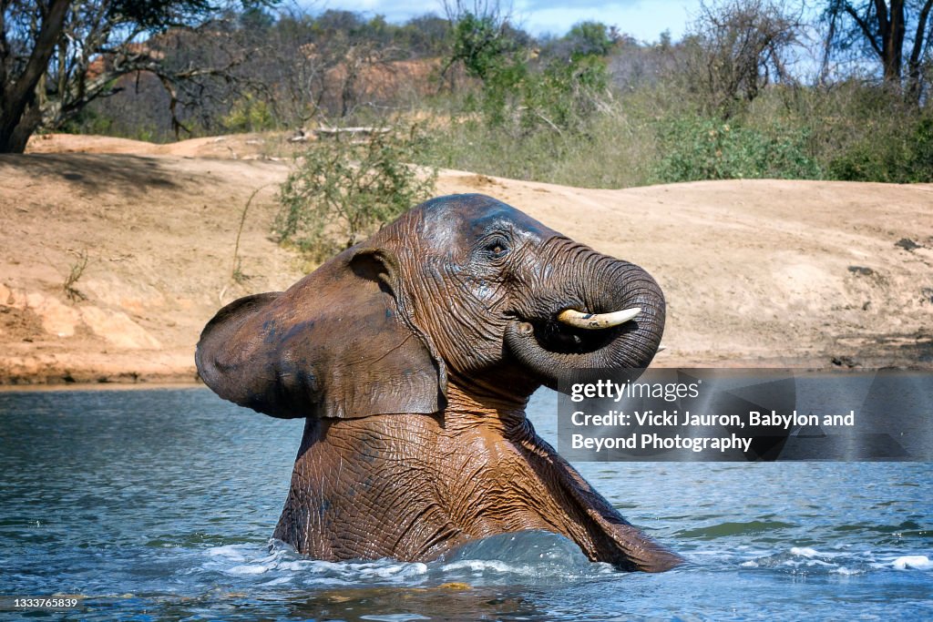 Funny Cute Young Elephant Enjoying A Dip In The Water Hole At Ithumba Hills High-Res Stock Photo - Getty Images Funny Cute Young Elephant Enjoying A Dip In The Water Hole At Ithumba Hills High-Res Stock Photo - Getty Images