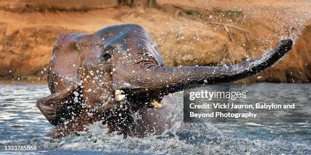 adorable elephant calf enjoying time in the water at ithumba hills - elephant calf stock pictures, royalty-free photos & images
